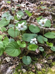 Viola blanda