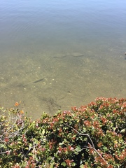Paralichthys californicus