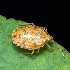 Heteroptera
