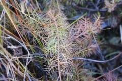 Proserpinaca pectinata