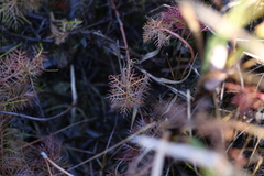 Proserpinaca pectinata