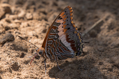 Charaxes saturnus saturnus