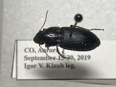 Harpalus pensylvanicus