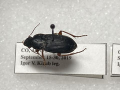 Harpalus pensylvanicus
