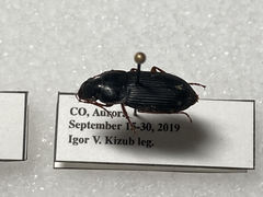 Harpalus pensylvanicus