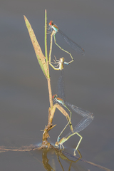 Pseudagrion acaciae