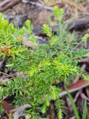 Calytrix tetragona