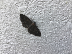 Disclisioprocta stellata