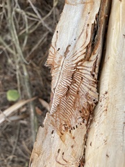 Phloeosinus cupressi