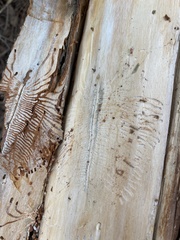 Phloeosinus cupressi