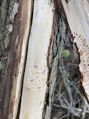 Phloeosinus cupressi