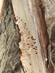 Phloeosinus cupressi