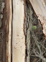 Phloeosinus cupressi