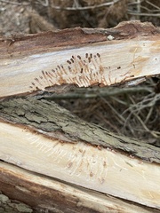 Phloeosinus cupressi