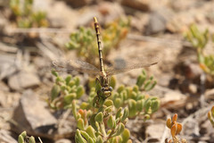 Phanogomphus militaris