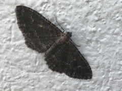 Disclisioprocta stellata