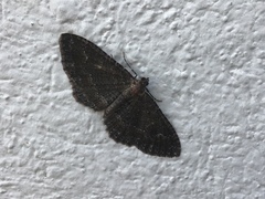 Disclisioprocta stellata