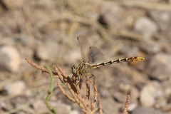 Phanogomphus militaris