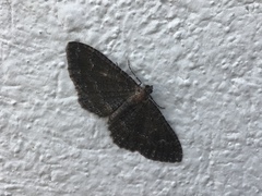 Disclisioprocta stellata