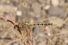Phanogomphus militaris