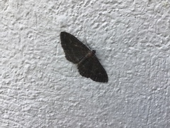 Disclisioprocta stellata