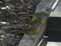Leiothlypis ruficapilla