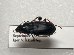 Harpalus pensylvanicus