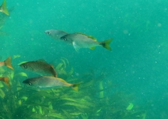 Haemulon flaviguttatum