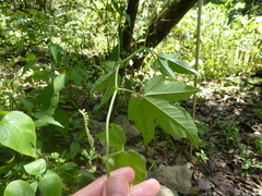Passiflora adenopoda