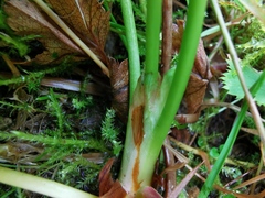 Alchemilla straminea