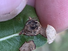 Callirhytis perfoveata