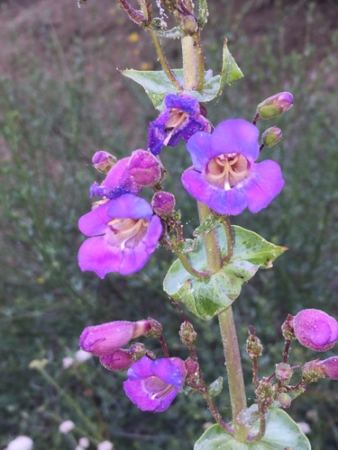 iNaturalist observation photo of Showy Penstemon