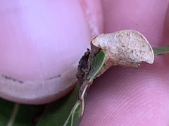 Callirhytis perfoveata