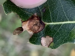 Callirhytis perfoveata