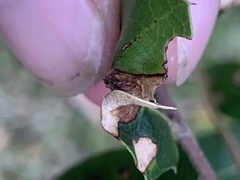 Callirhytis perfoveata