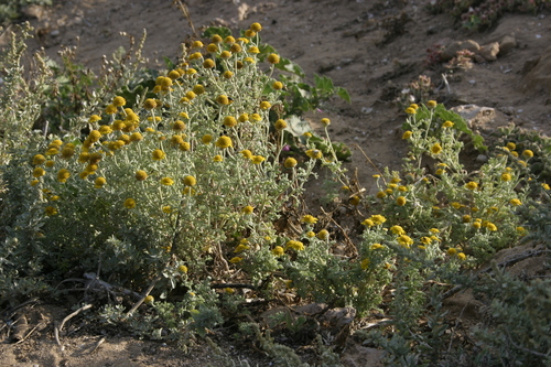 Anthemis chrysantha image