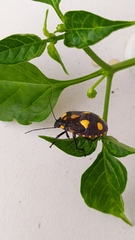 Pachycoris torridus