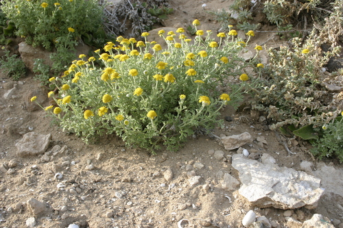 Anthemis image