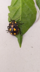 Pachycoris torridus