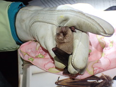 Mormoops megalophylla