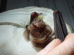 Mormoops megalophylla