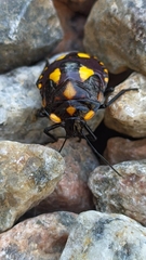 Pachycoris torridus