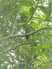 Monasa morphoeus