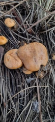 Suillus salmonicolor