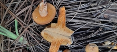 Suillus salmonicolor