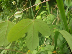 Passiflora tarapotina