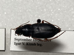 Harpalus pensylvanicus