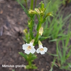 Mimulus gracilis