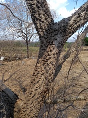 Anadenanthera colubrina cebil