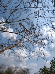 Anadenanthera colubrina cebil